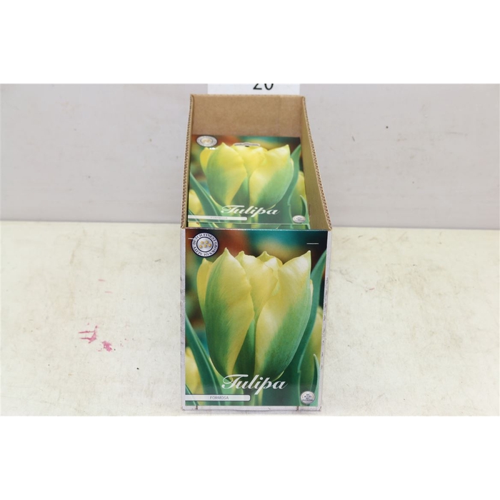 <h4>Bol Tulp Formosa 10 Zakjes X7</h4>