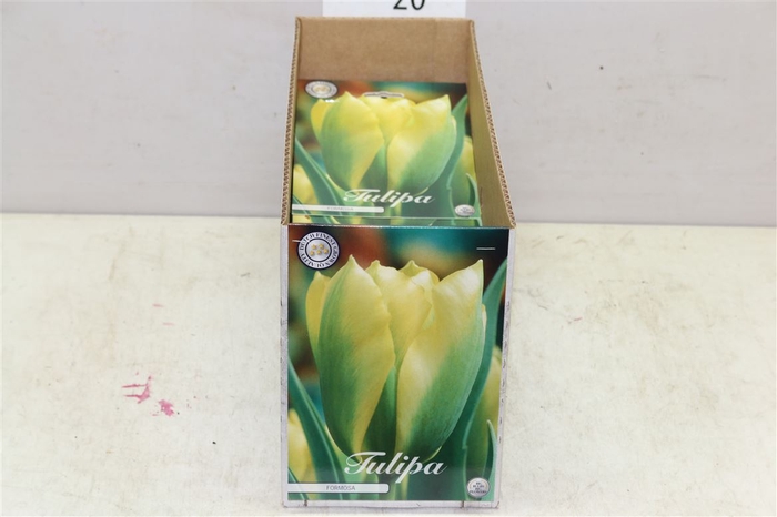 Bol Tulp Formosa 10 Zakjes X7