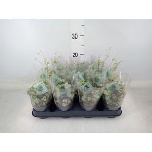 Ceropegia woodii ssp. woodii