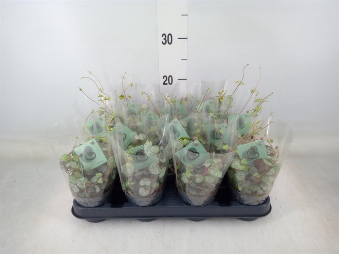 <h4>Ceropegia woodii ssp. woodii</h4>