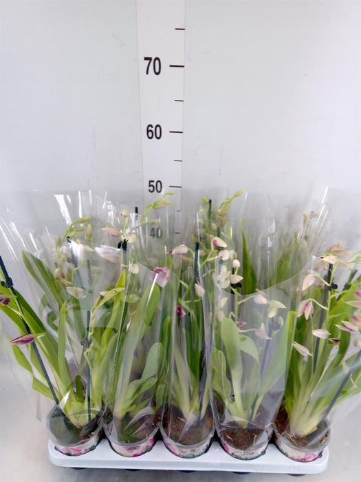 <h4>Miltoniopsis   ...</h4>