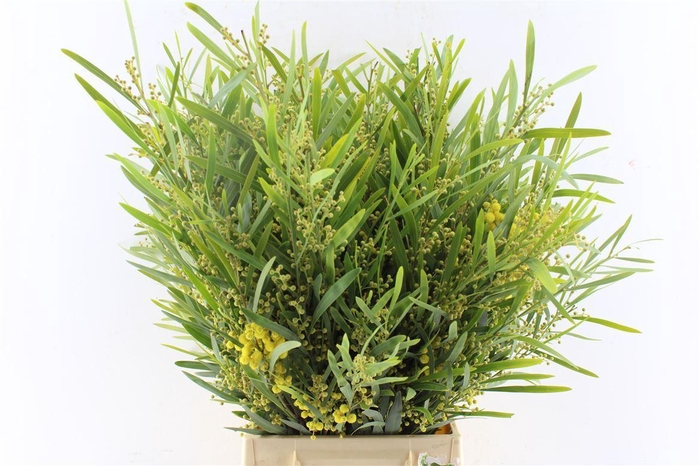 <h4>Acacia Mimosa Floribunda</h4>