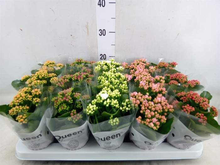 <h4>Kalanchoe blos.   ..rosebud mix  5</h4>