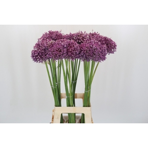 Allium Jasmine