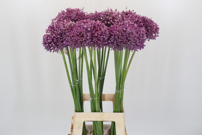 <h4>Allium Jasmine</h4>