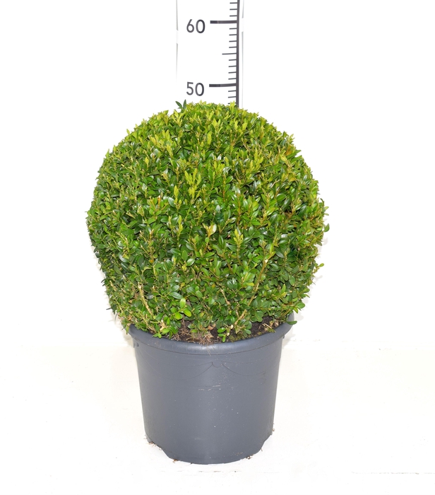 <h4>Buxus sempervirens 30-33cm Bol</h4>