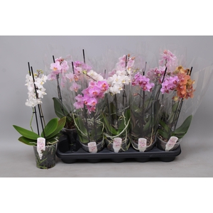 PHAL MF GEM 4 KL