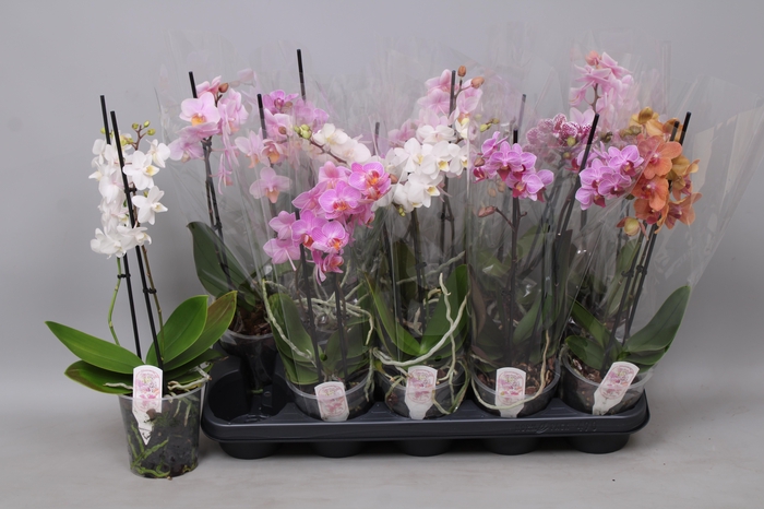 <h4>PHAL MF GEM 4 KL</h4>