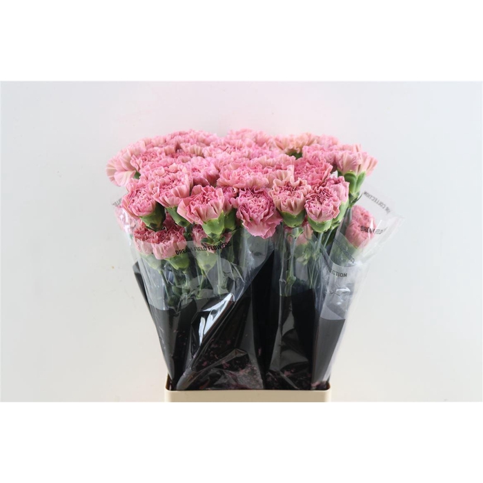 <h4>Di St Lege Pink</h4>