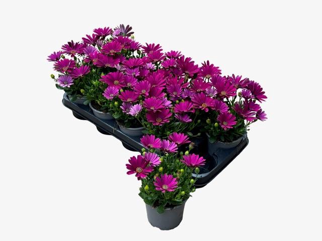 <h4>OSTEO FP PURPLE</h4>