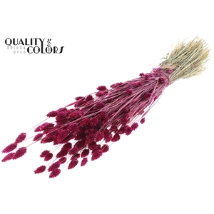 Phalaris per bunch Lilac