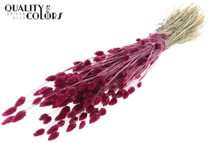 <h4>Phalaris per bunch Lilac</h4>