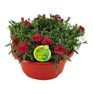 Hello Spring Dianthus Oscar in Schaal Rood
