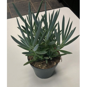 Senecio Mount Everest 12cm