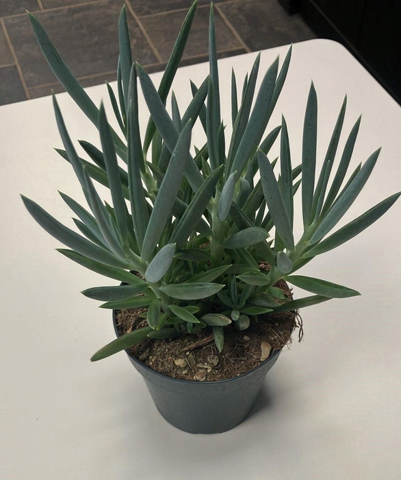 <h4>Senecio Mount Everest 12cm</h4>