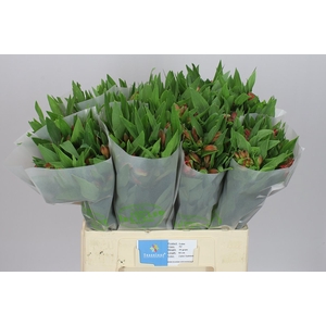 Alstro Estee 60cm