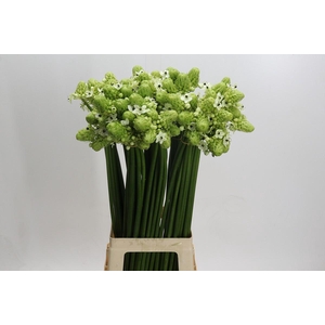 Ornithogalum Saundersiae