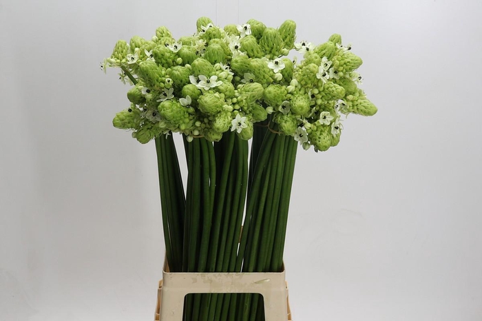 <h4>Ornithogalum Saundersiae</h4>