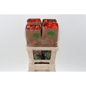 R Gr High & Magic 50cm Fu