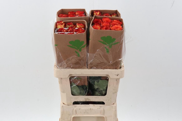 <h4>R Gr High & Magic 50cm Fu</h4>