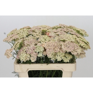 Achillea Millefolium Lachsschönheit