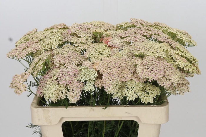 <h4>Achillea Millefolium Lachsschönheit</h4>