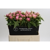 Paeonia Early Flamingo