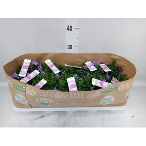 Campanula porten. 'Ambella Lavende'