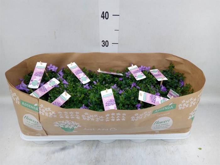 <h4>Campanula porten. 'Ambella Lavende'</h4>