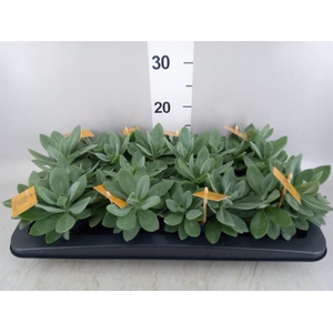 Senecio cephal. 'Mountain Fire'