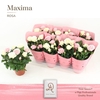 Rosa  'Infinity'   ...mix