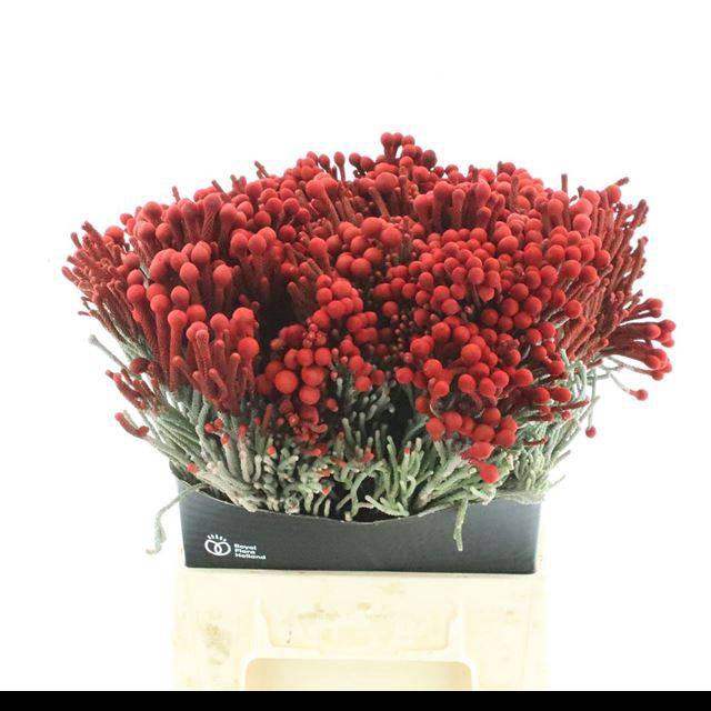 <h4>BRUN LA RED</h4>