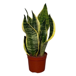 Sansevieria Futura Superba