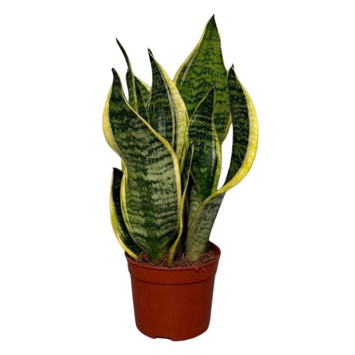 <h4>Sansevieria Futura Superba</h4>