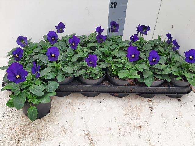 <h4>VIO CO TW DP BLUE</h4>