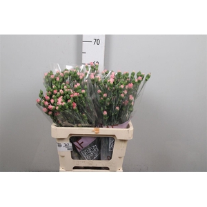 Di Tr Rascal Pink