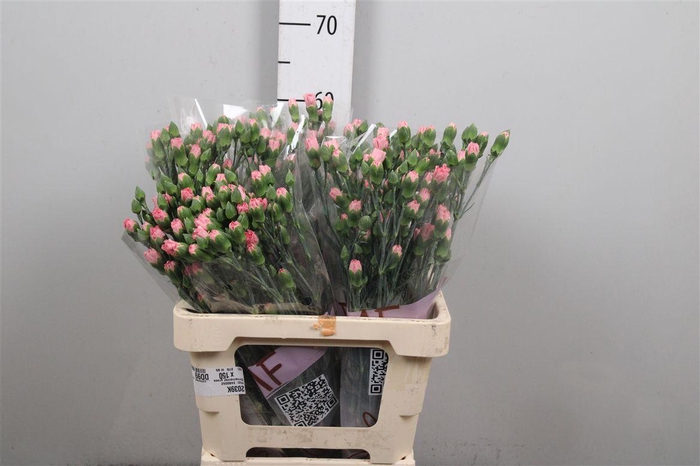<h4>Di Tr Rascal Pink</h4>