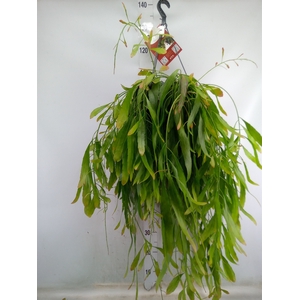 Rhipsalis   ...