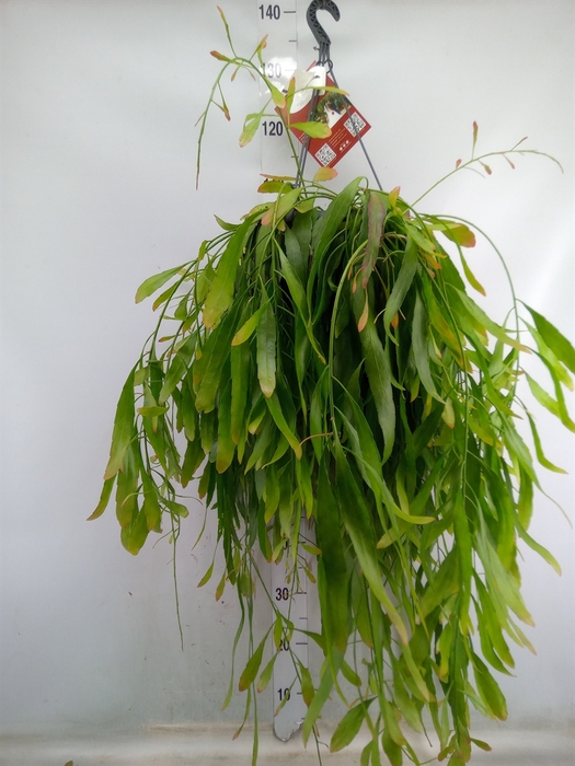 <h4>Rhipsalis   ...</h4>