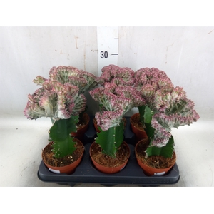 Euphorbia lactea