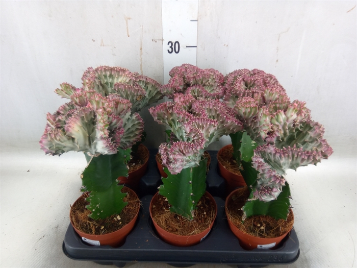 <h4>Euphorbia lactea</h4>