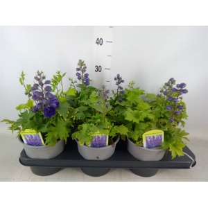 Delphinium   ...