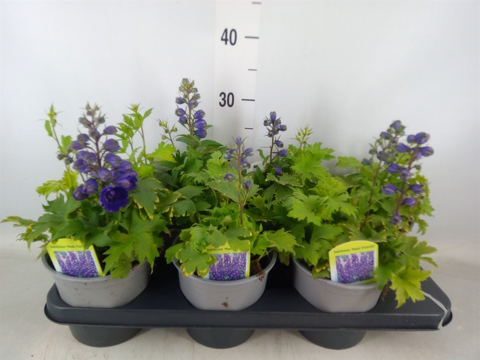 <h4>Delphinium   ...</h4>