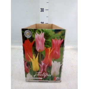 Tulipa   ...flowerbulbs