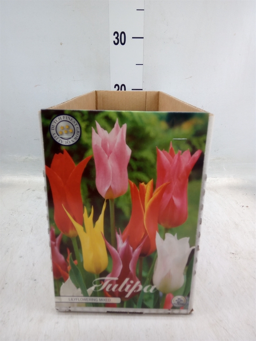 <h4>Tulipa   ...flowerbulbs</h4>