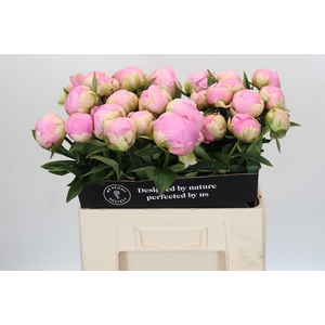 Paeonia Dinner Plate