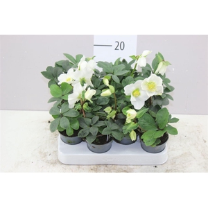 Helleborus N. Christmas Carol 7cm Etiket (m)