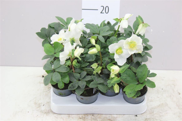<h4>Helleborus N. Christmas Carol 7cm Etiket (m)</h4>