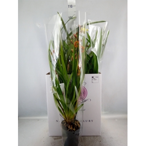 Cymbidium   ...mix