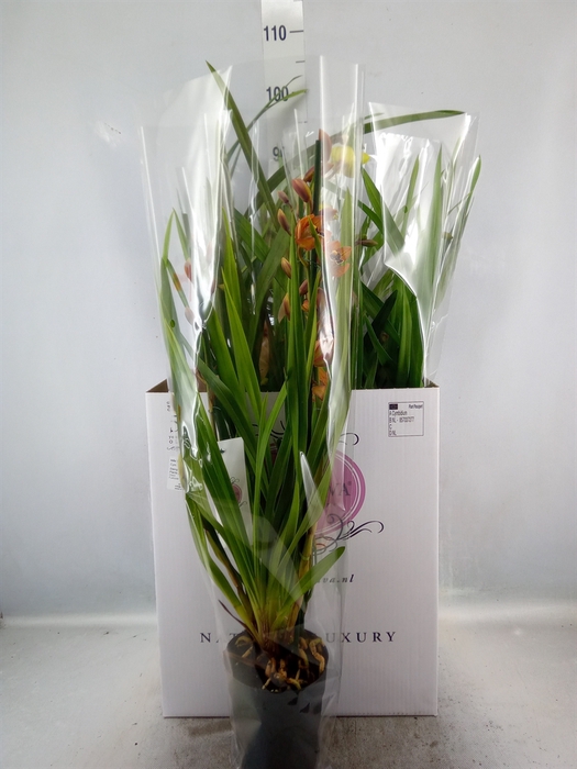 Cymbidium   ...mix